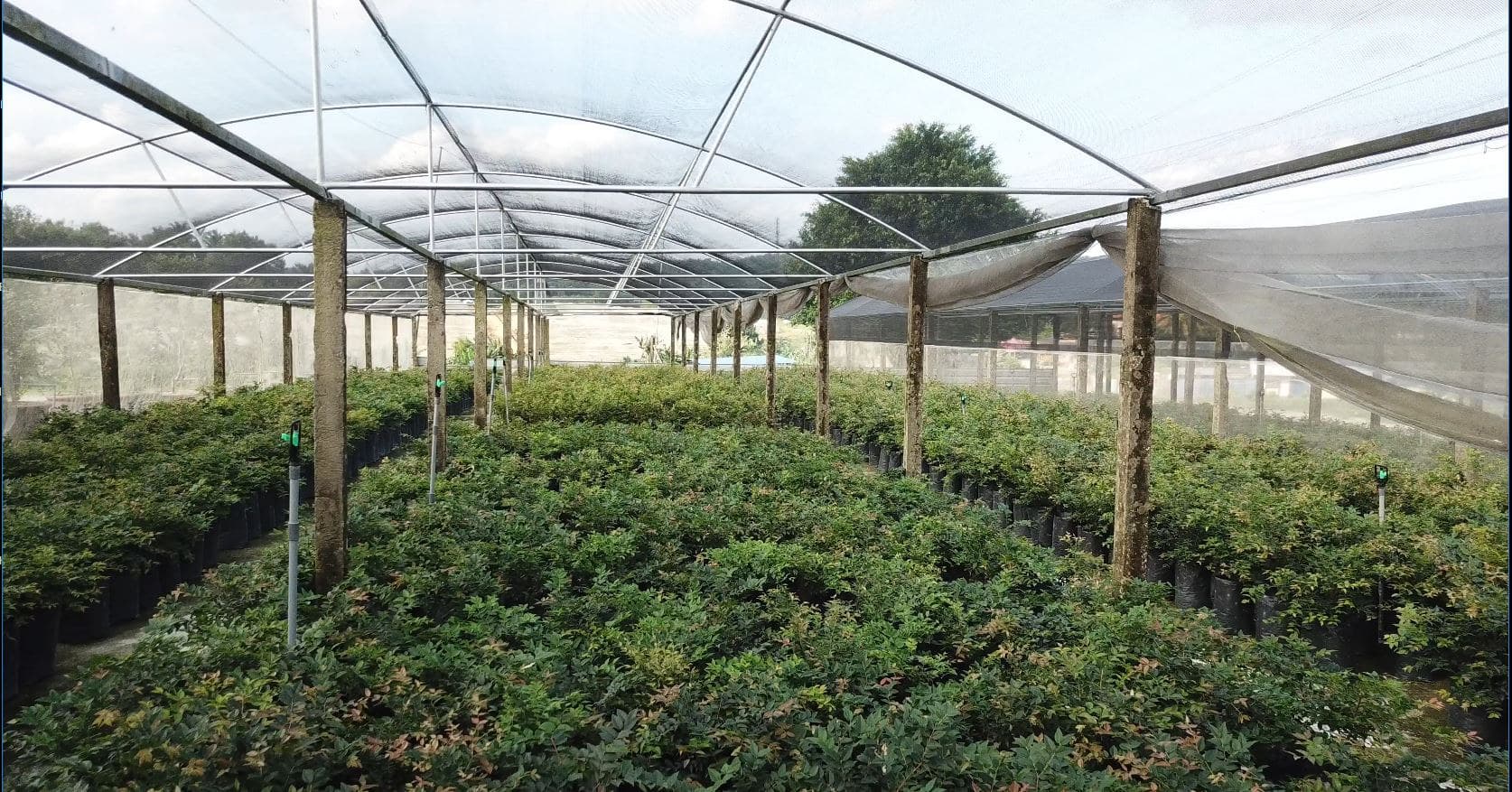 Jaboticaba plants in the JABO Plantation nursery