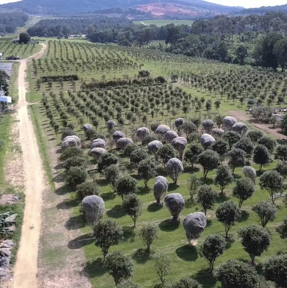 Aerial view of JABO Plantation in Senai, Johor