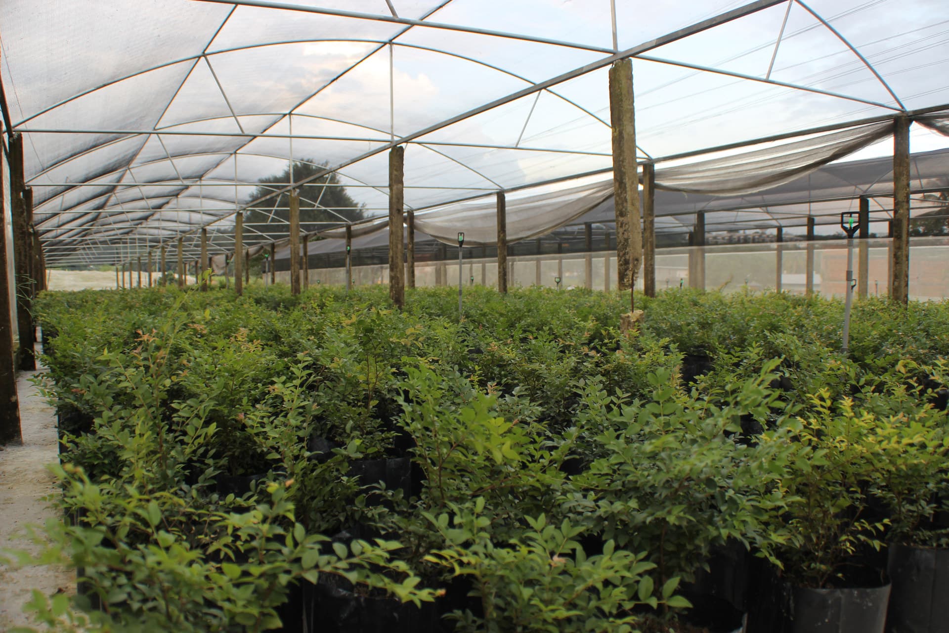 environment at JABO Plantation