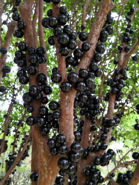 Jaboticaba fruit growing directly on tree trunks