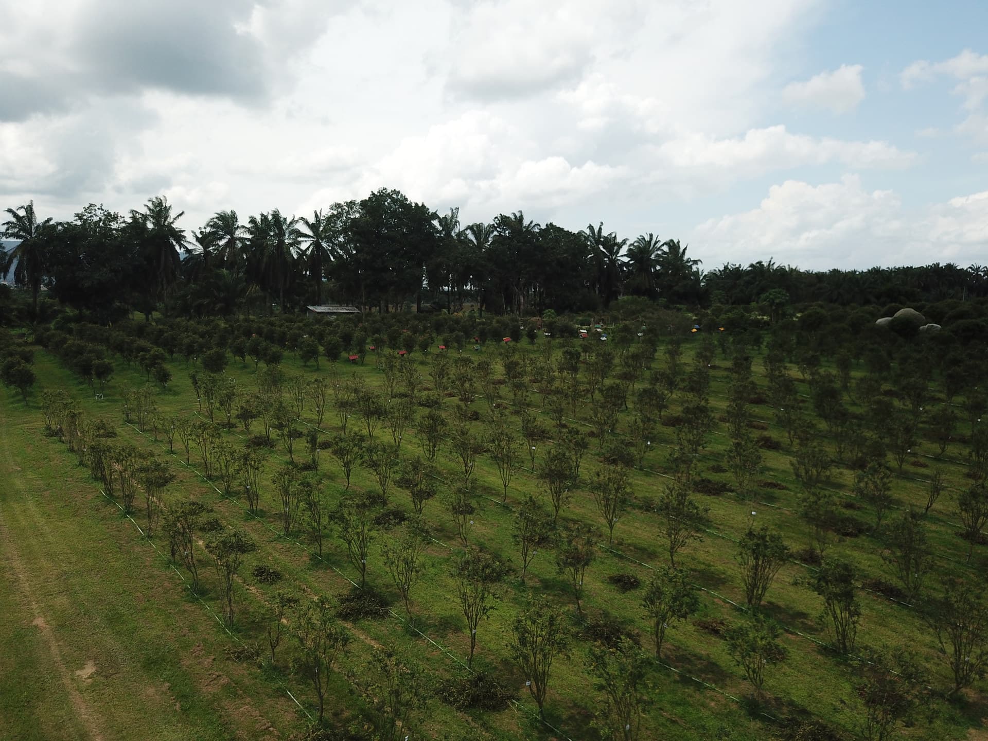 JABO Plantation grounds