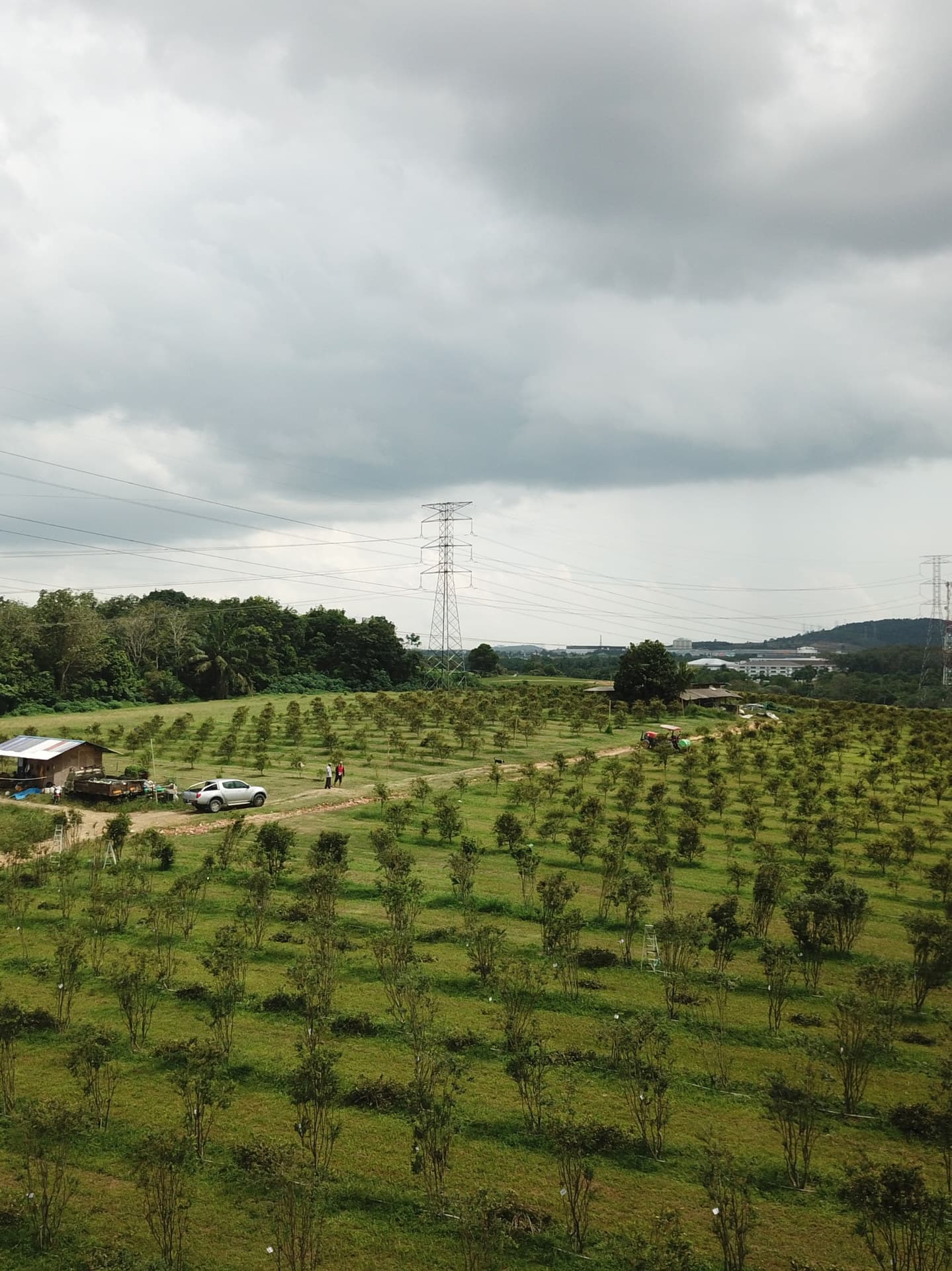Rows of Jaboticaba trees at JABO Plantation